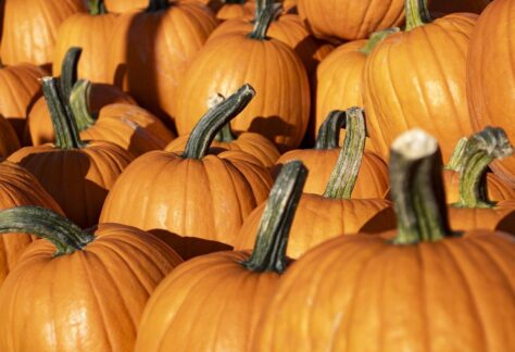 pumpkins, harvest, pumpkin patch